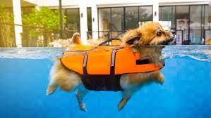 Figure 2: A Dog Swimming with Life Jacket